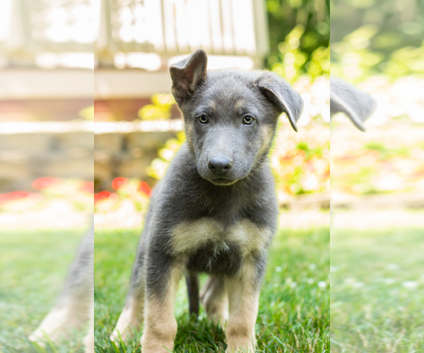 Medium Photo #2 German Shepherd Dog Puppy For Sale in GOSHEN, IN, USA