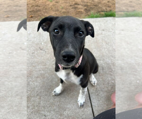 Medium Photo #2 Border Collie-Unknown Mix Puppy For Sale in Duluth, MN, USA
