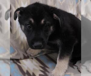 Mutt Dogs for adoption in Thief River Falls, MN, USA