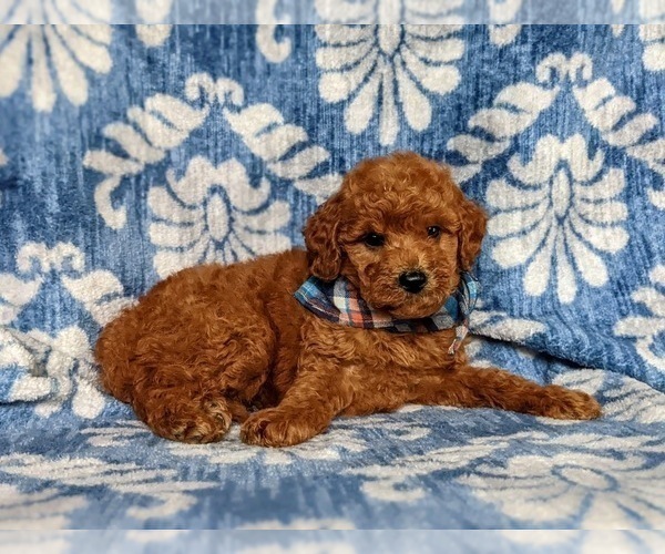 Medium Photo #5 Goldendoodle Puppy For Sale in COCHRANVILLE, PA, USA