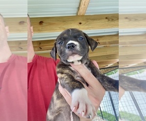 Medium American Pit Bull Terrier
