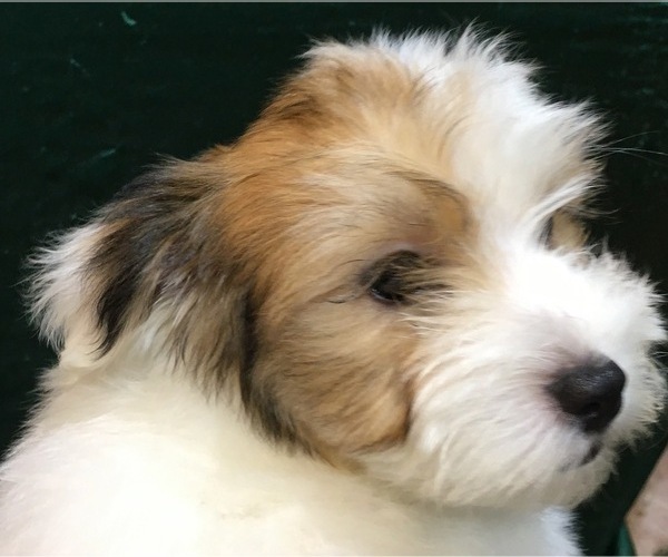 Medium Photo #22 Havanese Puppy For Sale in FENTON, MO, USA