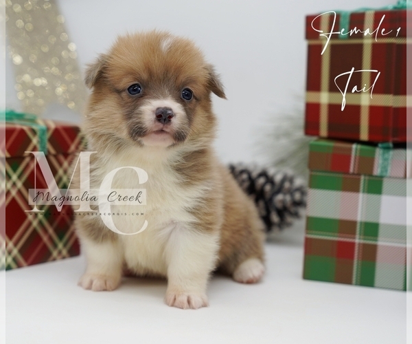 Medium Photo #15 Pembroke Welsh Corgi Puppy For Sale in FLORALA, AL, USA