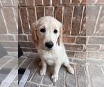 Small Photo #6 Goldendoodle Puppy For Sale in MCKINNEY, TX, USA