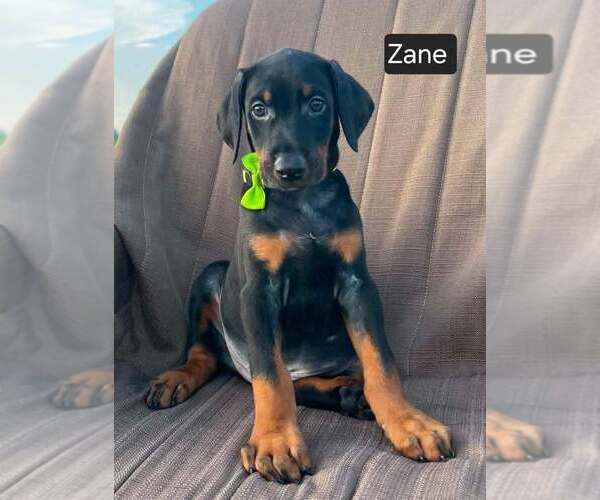 Medium Photo #2 Doberman Pinscher Puppy For Sale in POMEROY, OH, USA