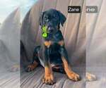 Small #1 Doberman Pinscher