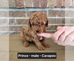 Small #3 Cavapoo (Miniature)