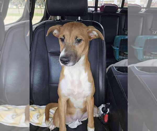 Medium Photo #6 Jack Chi Puppy For Sale in New York, NY, USA