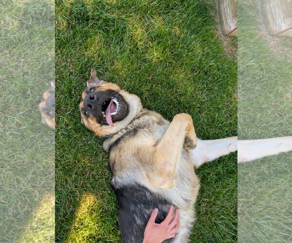 Medium Photo #2 German Shepherd Dog Puppy For Sale in Landenberg, PA, USA
