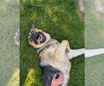 Small #1 German Shepherd Dog