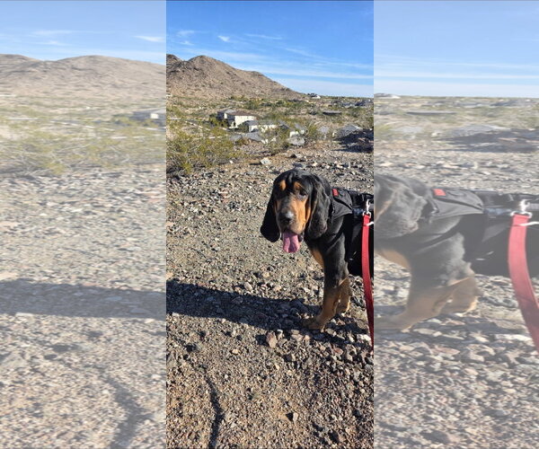 Medium Photo #2 Bloodhound Puppy For Sale in Chandler, AZ, USA