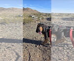 Small #1 Bloodhound