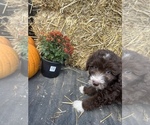 Small Photo #32 Aussiedoodle Puppy For Sale in RUSSELL, IA, USA