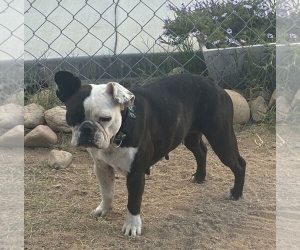 Medium Photo #2 Boston Terrier Puppy For Sale in Hesperia, CA, USA