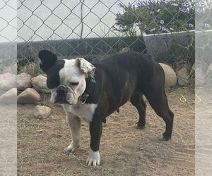 Boston Terrier Dogs for adoption in Hesperia, CA, USA