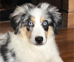 Puppy Puppy 1 Miniature Australian Shepherd