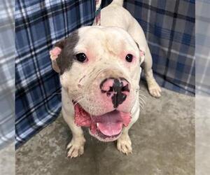 American Bulldog-Unknown Mix Dogs for adoption in Rosenberg, TX, USA