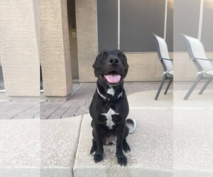 MURPHY #10 - Female American Pit Bull Terrier-Unknown Mix Dog for Adoption - Photo #2
