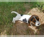 Puppy Puppy 1 Beagle