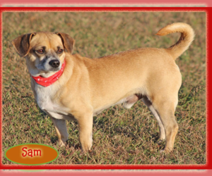 Pug-Unknown Mix Dogs for adoption in Cranston, RI, USA