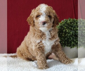 Goldendoodle-Poodle (Miniature) Mix Puppy for sale in GORDONVILLE, PA, USA