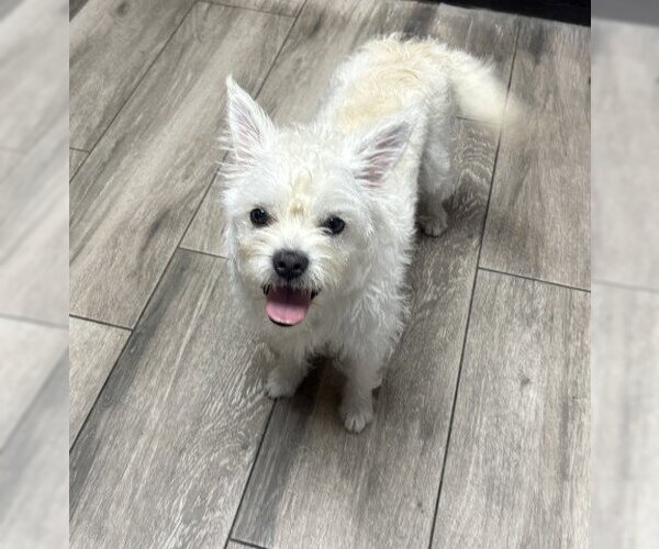 Medium Photo #2 Mutt Puppy For Sale in Redlands, CA, USA