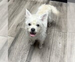 Small #1 Mutt