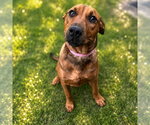 Small #6 Labrador Retriever Mix