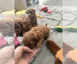 Small #19 Maltipoo