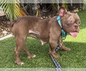 Free-Lance Bulldog Dogs for adoption in Lighthouse Point, FL, USA