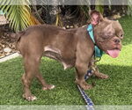 Small Free-Lance Bulldog