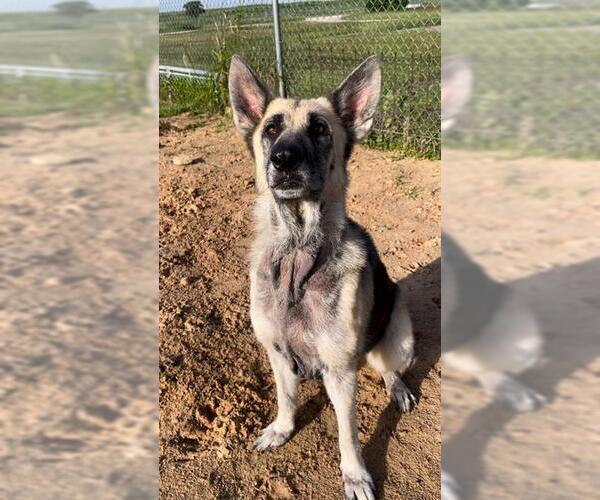 Medium Photo #2 German Shepherd Dog Puppy For Sale in Rosenberg, TX, USA