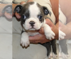 Boston Terrier Puppy for sale in WILSONVILLE, OR, USA