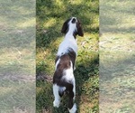 Small #2 English Springer Spaniel