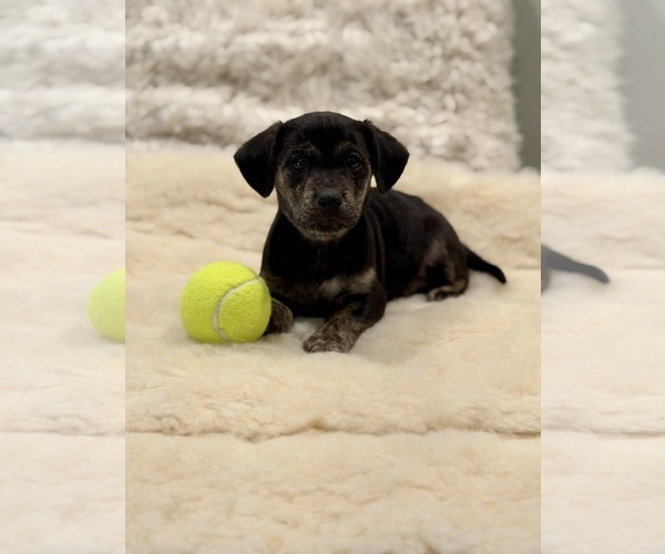 Medium Photo #3 Cocker Spaniel-Unknown Mix Puppy For Sale in SHERBURNE, NY, USA