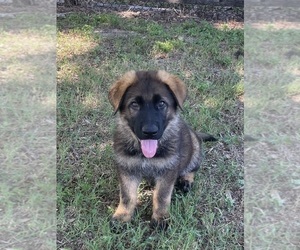 German Shepherd Dog Puppy for sale in CLERMONT, FL, USA