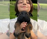 Small #3 Belgian Malinois