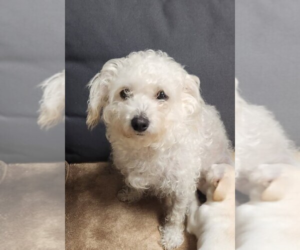 Medium Photo #1 Maltipoo (Miniature)-Poodle (Miniature) Mix Puppy For Sale in WEST SACRAMENTO, CA, USA