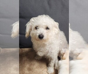 Mother of the Maltipoo (Miniature)-Poodle (Miniature) Mix puppies born on 05/03/2026