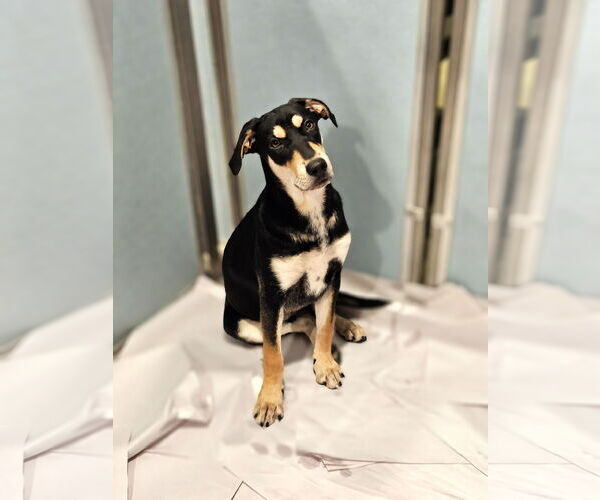 Medium Photo #2 Coonhound-Unknown Mix Puppy For Sale in Chicago, IL, USA