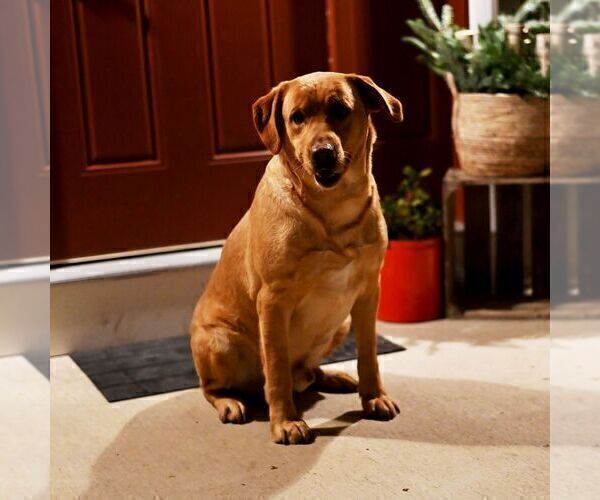 Medium Photo #1 Labrador Retriever Puppy For Sale in SELINSGROVE, PA, USA