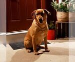 Small Photo #1 Labrador Retriever Puppy For Sale in SELINSGROVE, PA, USA