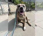 Small #2 Akita-American Pit Bull Terrier Mix