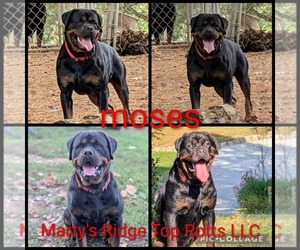 Father of the Rottweiler puppies born on 12/18/2025