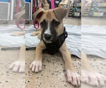 Small #2 American Staffordshire Terrier Mix