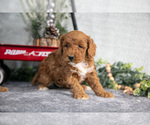 Small Photo #6 Goldendoodle (Miniature) Puppy For Sale in WOLCOTTVILLE, IN, USA