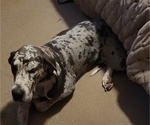 Small Photo #1 Great Dane Puppy For Sale in HAMMOND, LA, USA