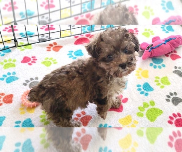 Medium Photo #10 Poodle (Toy) Puppy For Sale in ORO VALLEY, AZ, USA