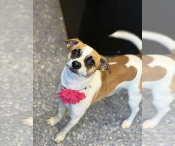 Medium Photo #3 Jack-Rat Terrier Puppy For Sale in Phoenix, AZ, USA