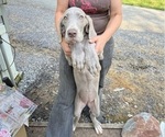 Puppy AKC Paloma Great Dane